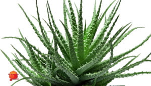 Aloes